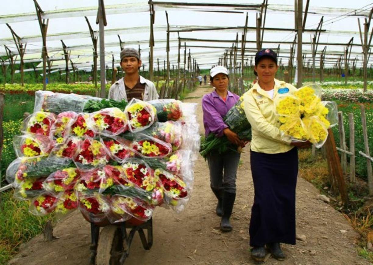 En las calles también salen a vender las flores, los turistas pueden recorrer los diferentes jardines.