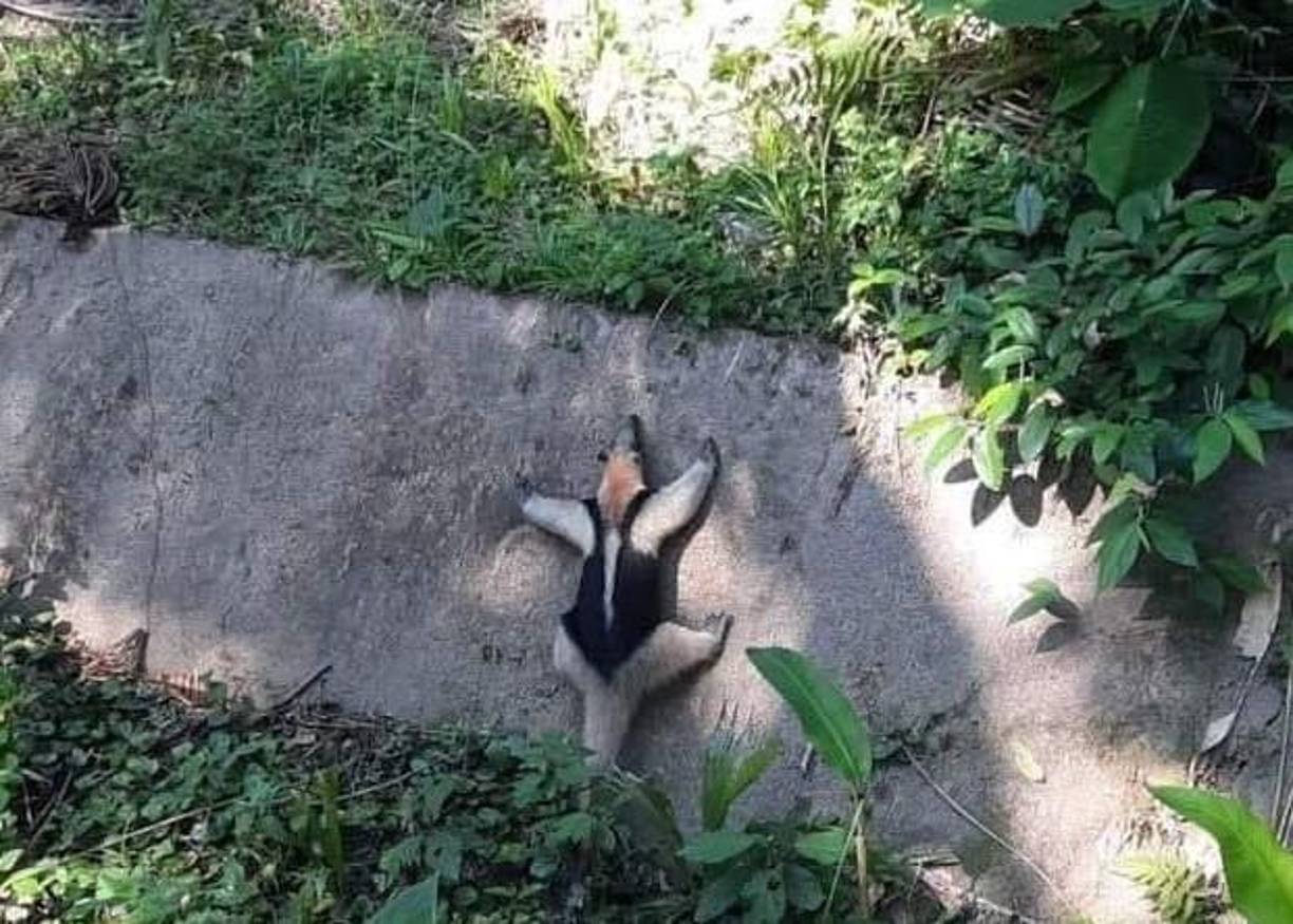 Entre sus características, los osos hormigueros tienen una coloración del pelaje que varía de diferentes tonos de grises. 