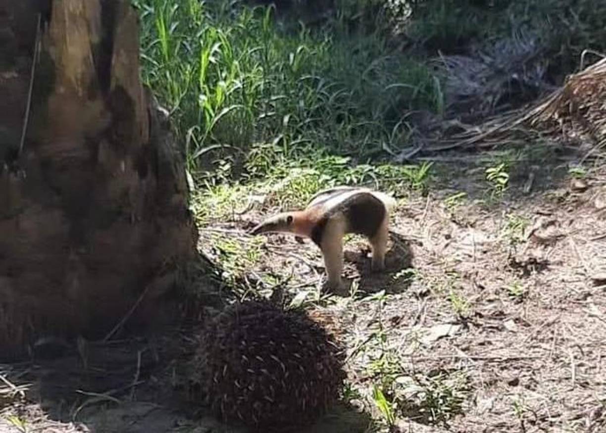 Su nombre “oso hormiguero”, se debe a que su alimentación se basa en hormigas y termitas. 