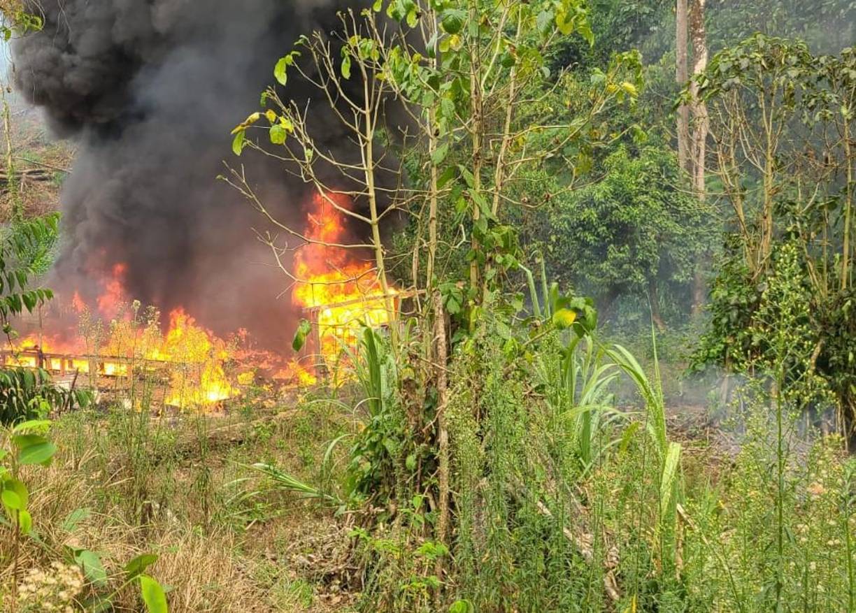 Se constató que dicha plantación abarcaba una extensión de 120 manzanas de tierra sembradas en la zona montañosa de la reserva natural, de difícil acceso.
