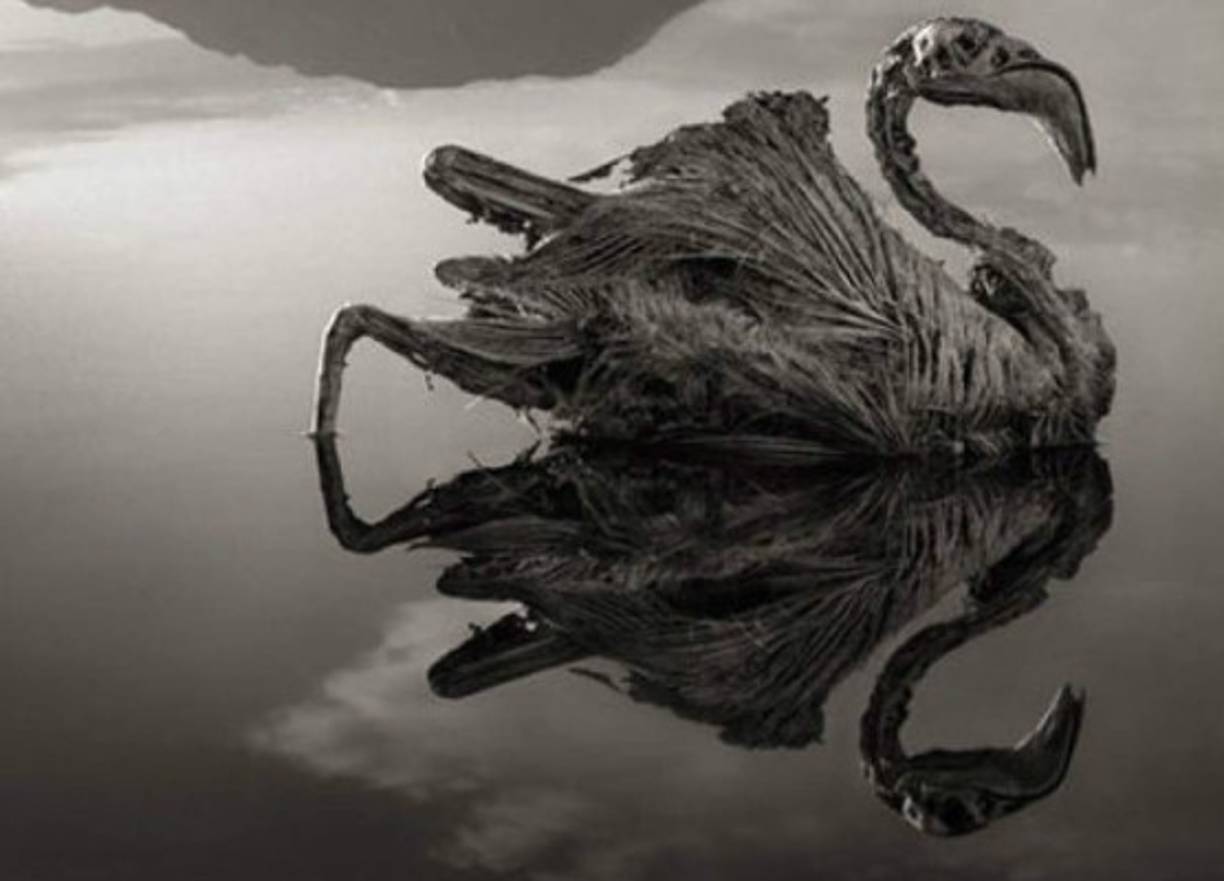 “El agua tiene un alto contenido de sal de sodio que hace que las criaturas se calcifiquen, y estén perfectamente conservadas ya que se secan”, explica Brandt.<br/>En la imagen, un flamenco osificado, el cual murió en las aguas por alguna otra razón.<br/><br/><br/>