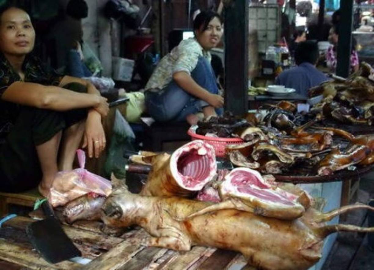13.- Perros y gatos<br/><br/>En muchos pueblos chinos la carne de perro y gatos es consumida de manera cotidiana por sus habitantes incluso hay un festival dedicado al consumo de carne de perro en una provincia del país oriental.<br/><br/>Recientemente se ha comenzado a prohibir esta constumbre en China.