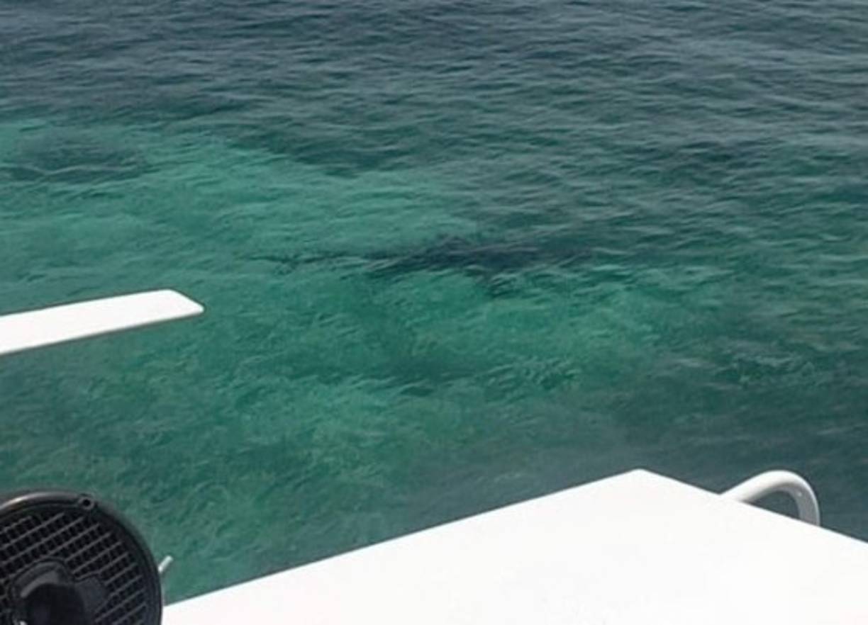 De la nada, un tiburón comenzó a circular el barco y sus padres comenzaron a gritarle que tenía que salir del agua. Debido a la distancia en la que se encontraba la joven no pudo escucharlos a tiempo. (Una persona que acompañaba a la familia en el tour tomó esta imagen de uno de los tiburones que atacó a Lindsay).