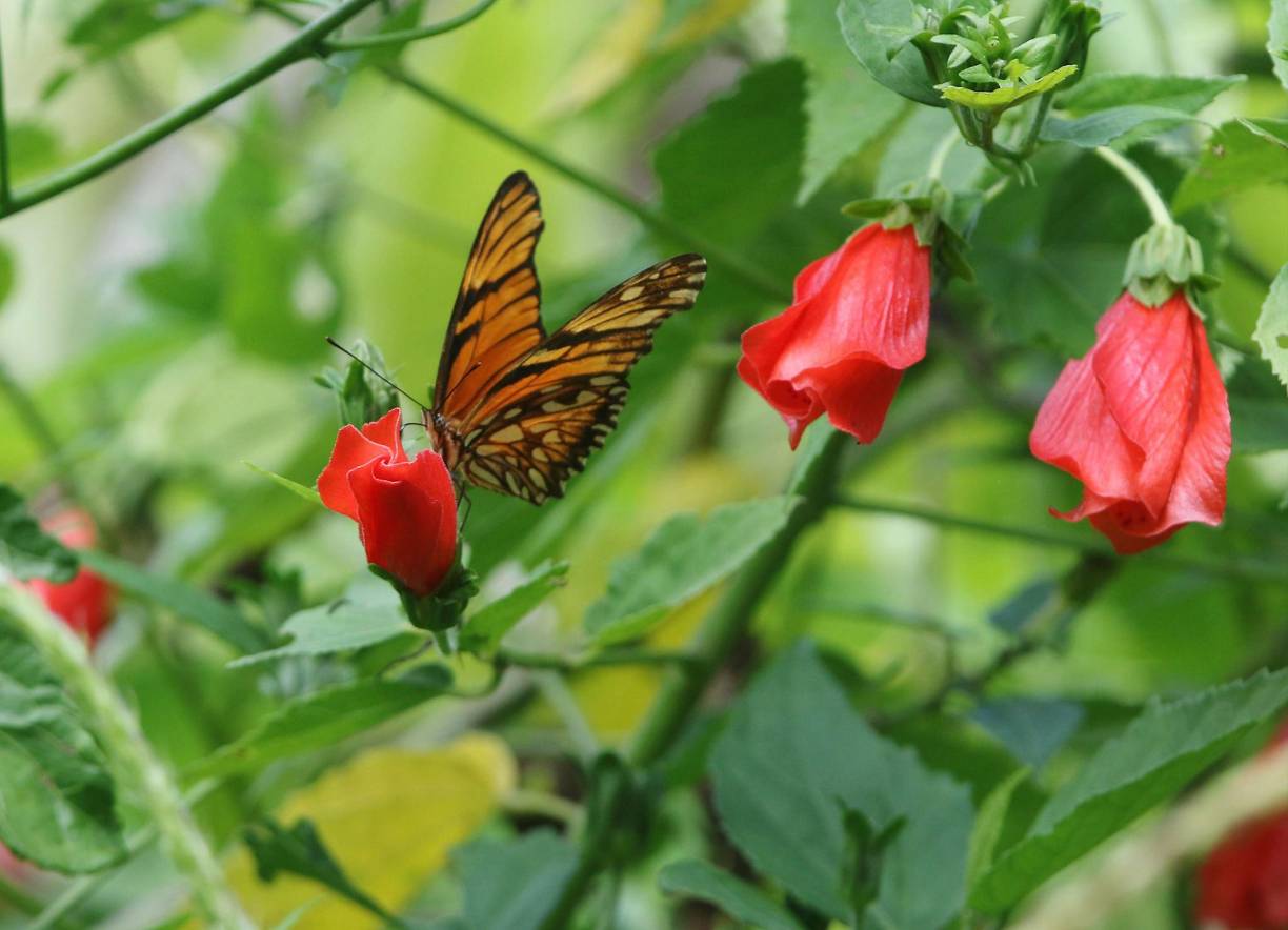 Recorrer el Lago de Yojoa es una expericienca maravillosa porque los turistas pueden ver decenas de especies de mariposas.