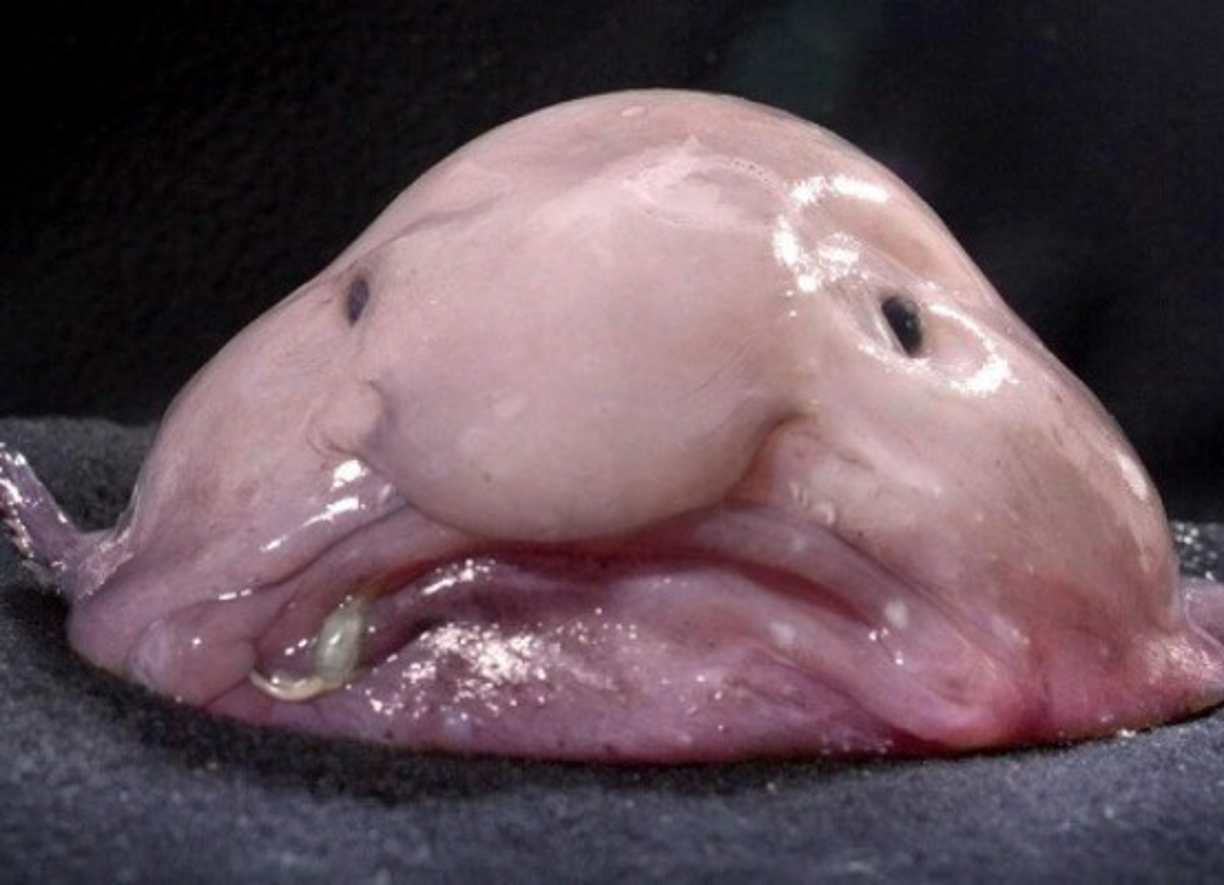 Pez Borrón o Pez Gota: es un pez endémico que se halla en las profundidades de los mares de Australia y Tasmania. Llega a los 30 cm de longitud.La carne de este pez es masa gelatinosa, lo que le permite flotar sin gastar energía nadando.