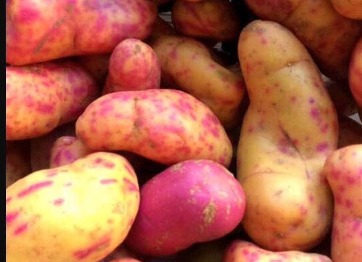 El camote en Sudamérica es conocido como olluco.