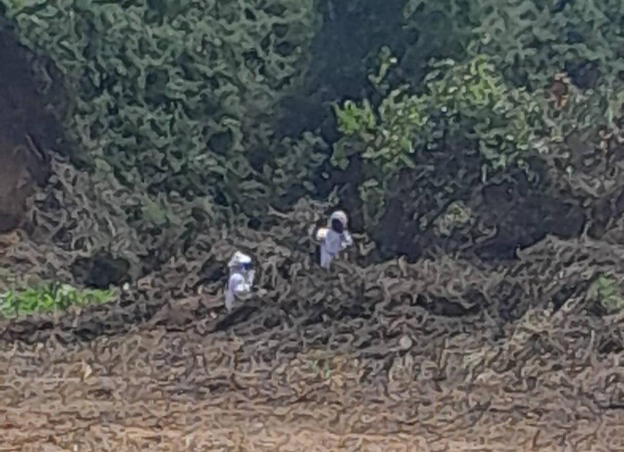 Un hondureño de 71 años murió este martes a causa de las picaduras de un enjambre de abejas africanas en una comunidad del Caribe de Honduras, informó la prensa local.