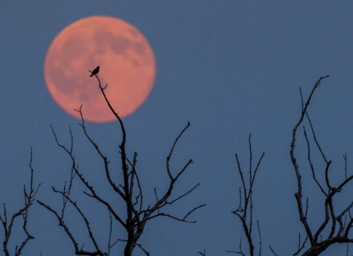 La Strawberry Moon (Luna de fresa) tiene relación con la temporada de cosecha de fresas en el noreste de Estados Unidos y Canadá.