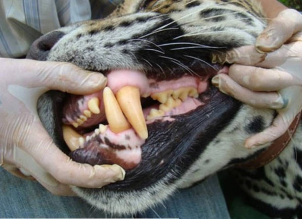 Según los biólogos Tiago conoce de cerca el trabajo que realizan con estos animales y por ende lo riesgo que pueden correr.