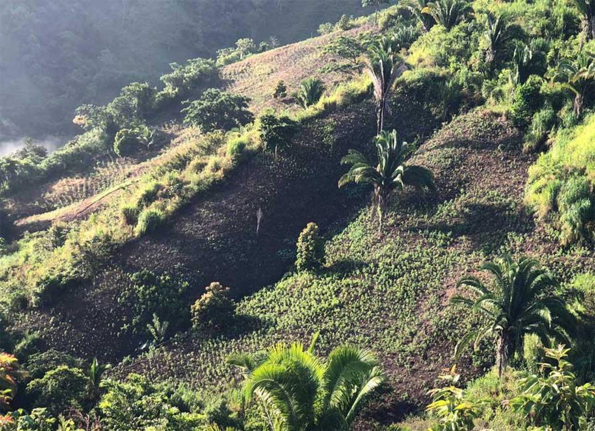 Según informaron las autoridades, el hallazgo de la droga ocurrió durante un operativo realizado en una zona montañosa de Colón. Ahí se encontraron varios paquetes con la supuesta droga enterrados en una especie de caleta o fosa clandestina.