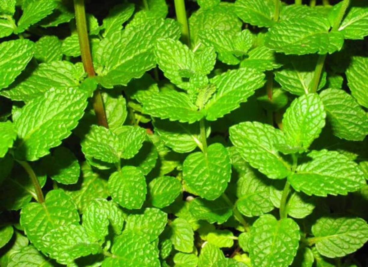 Menta<br/>La menta contiene ingredientes naturales, entre los que se incluye el terpeno, que contribuye a detener el crecimiento de las piedras y facilitar su expulsión.