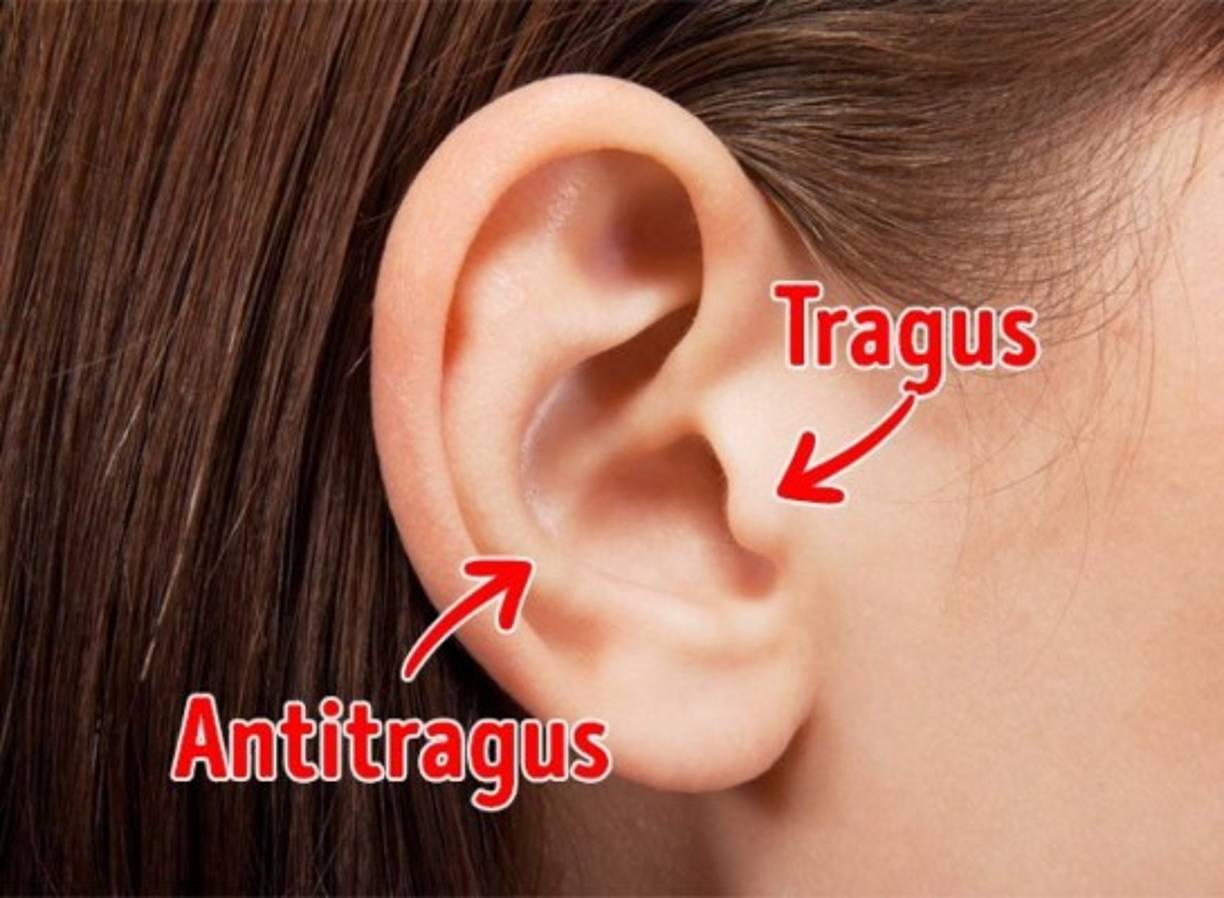 Tragus y antitragus ► El nombre de estas pequeñas protuberancias ubicadas en los oídos proviene de la palabra en latín tragos: 'cabra'.<br/>El tragus nos ayuda a percibir los sonidos que vienen desde atrás, a intensificarlos y a determinar dónde se ubica su fuente. El antitragus hace lo mismo pero con los sonidos que vienen de enfrente.