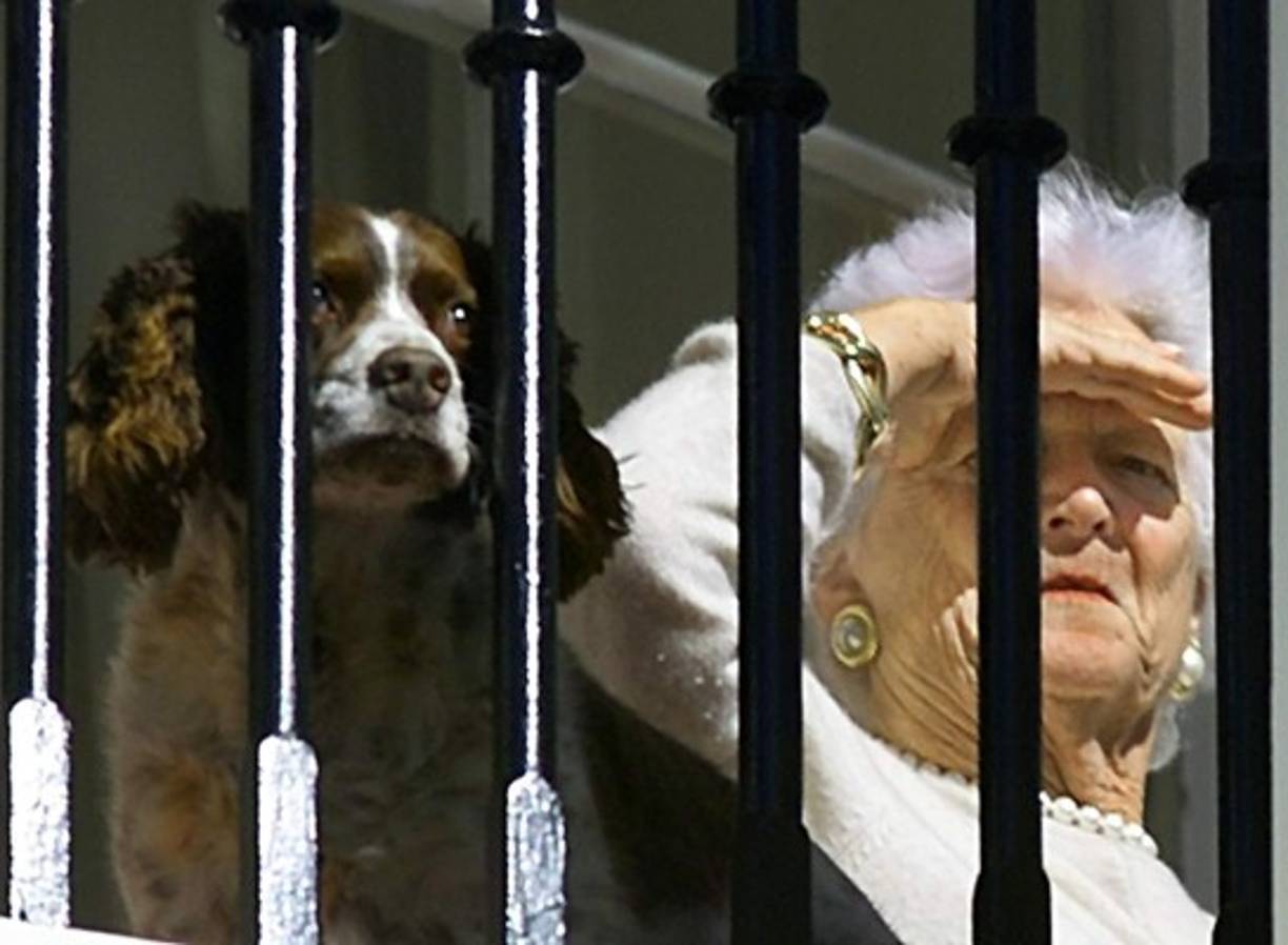 En 1989, Barbara fundó una organización con su nombre que trabaja en beneficio de la alfabetización familiar. En la imagen, del 25 de enero de 2002, la ex primera dama estadounidense Barbara Bush, con la mascota de la familia Bush, se asoma desde Truman Balcón de la Casa Blanca mientras su hijo, el presidente estadounidense George W. Bush, aterriza en Marine One en el Jardín Sur de la Casa Blanca en Washington, DC.