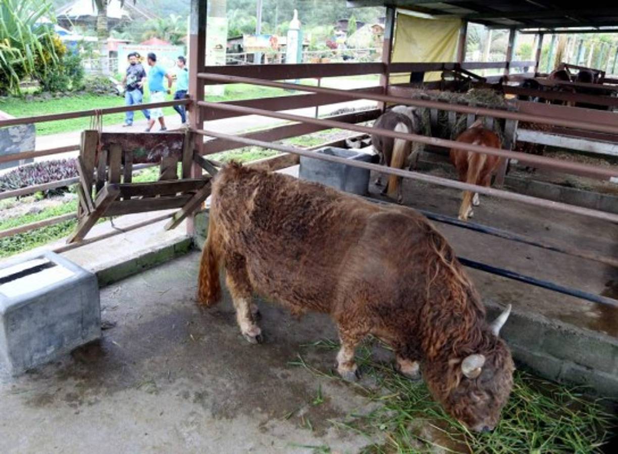 El bisonte, un animal poco común en nuestro país.