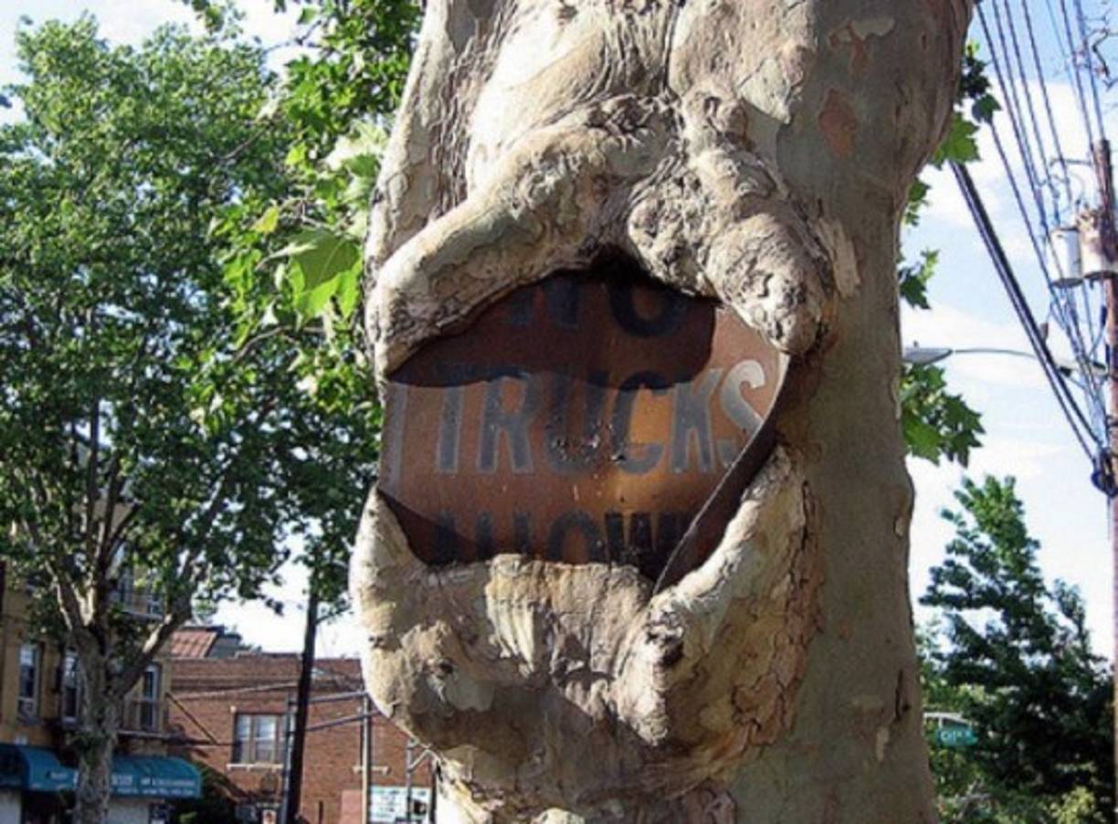 Este árbol simula tener una enorme boca.