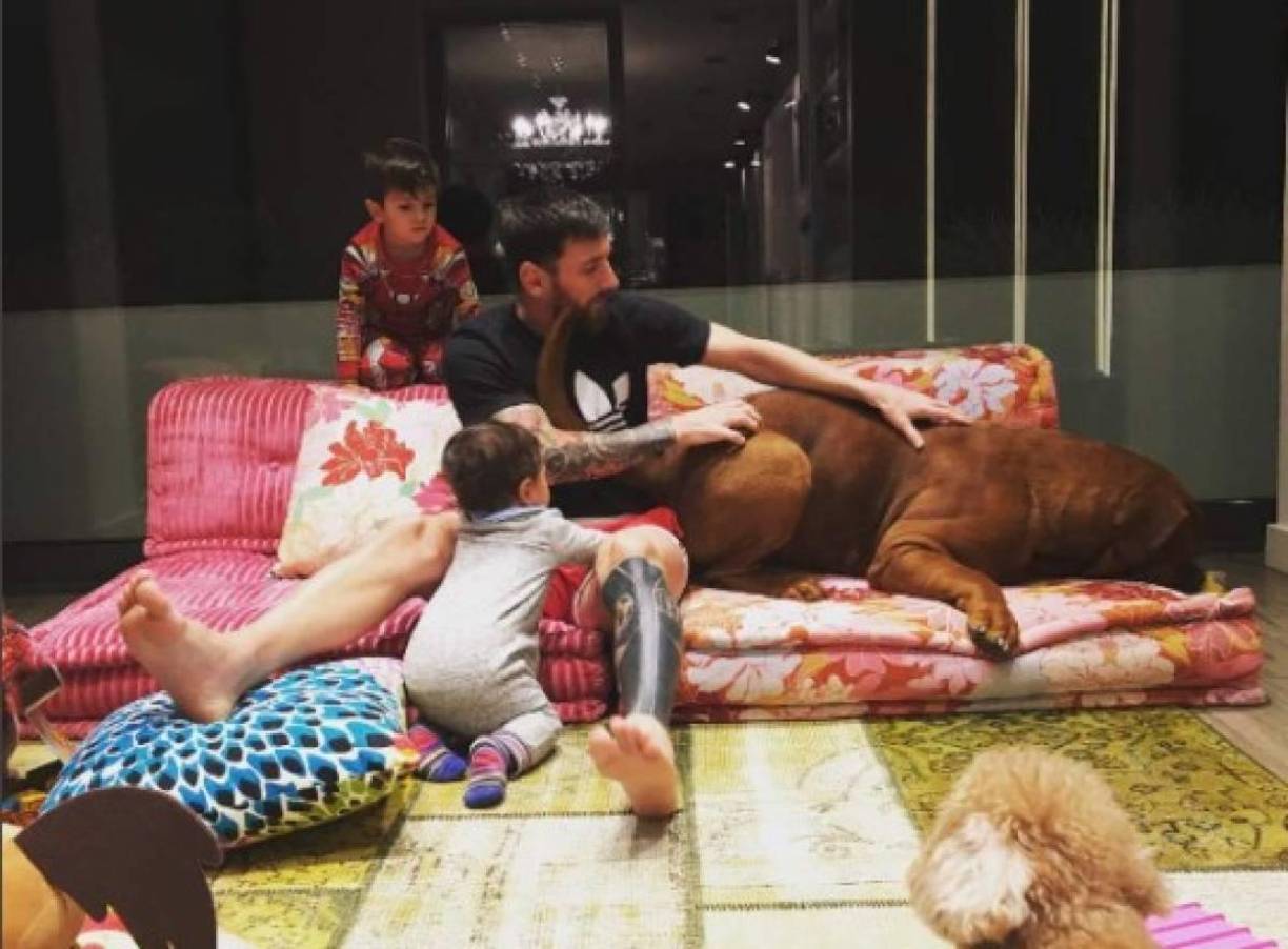 Hace unos siete años, <b>Leo Messi</b> y <b>Antonela Roccuzzo</b> presentaron en sociedad a Hulk, un Dogo de Burdeos que se integraba a la familia. 