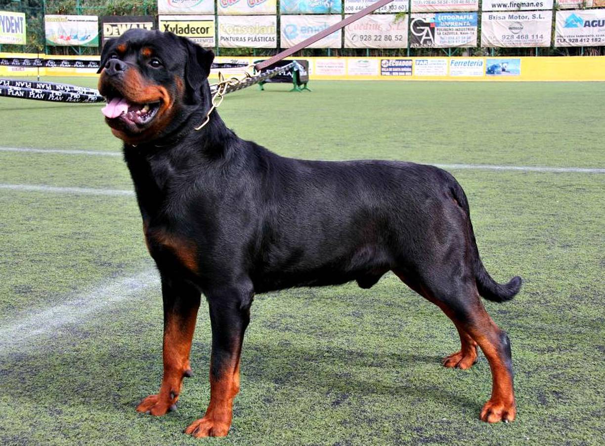 ROTWEILLER: Esta raza es utilizada como perros guardianes, policías o pastores. Es potencialmente peligrosa ya que tienen una apariencia temible por su esbelto y fuerte cuerpo, además de su temperamento serio y alto liderazgo.