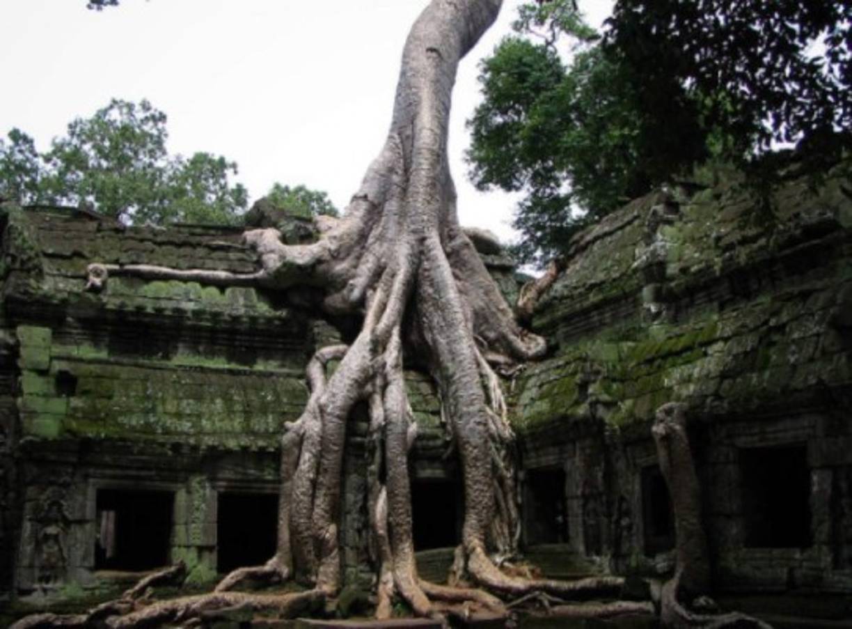 Este árbol no conoce de limitaciones.