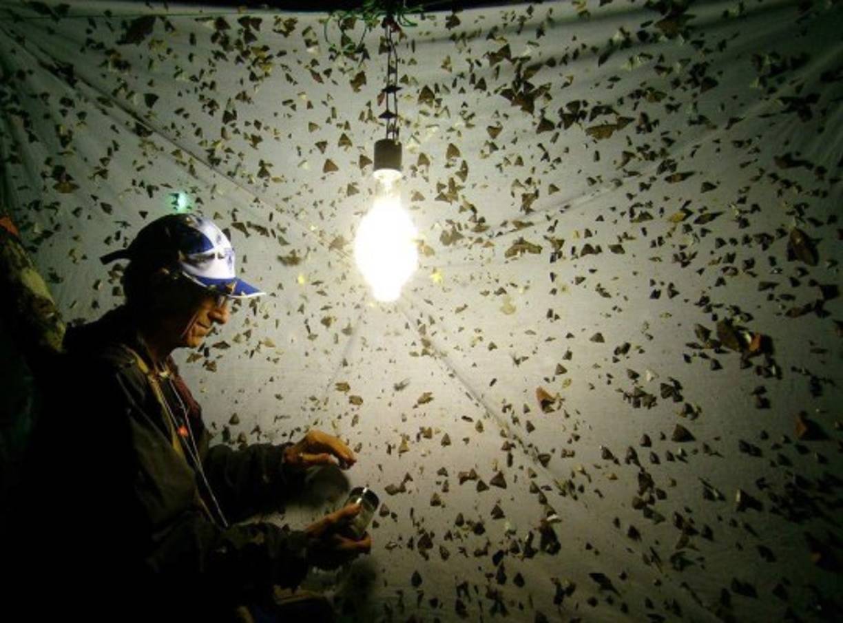 El Museo de Mariposas es un lugar especial para conocer la belleza de estos animales y otros insectos que habitan en la zona.