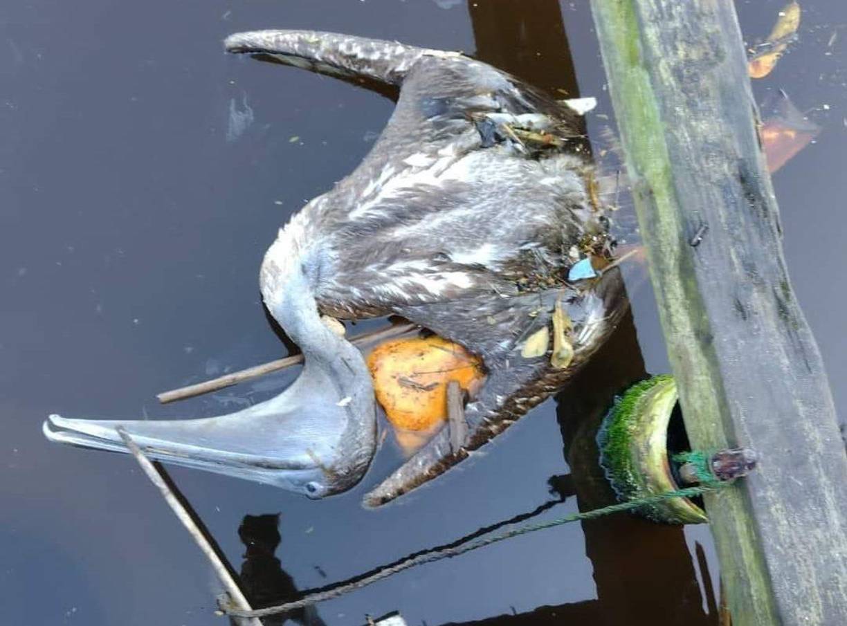 Según Los Centros para el Control y la Prevención de Enfermedades de Estados Unidos (CDC, en inglés), el virus de la influenza aviar A(H5N1) altamente patógeno (HPAI) de origen asiático se da principalmente en aves y es sumamente contagioso. .