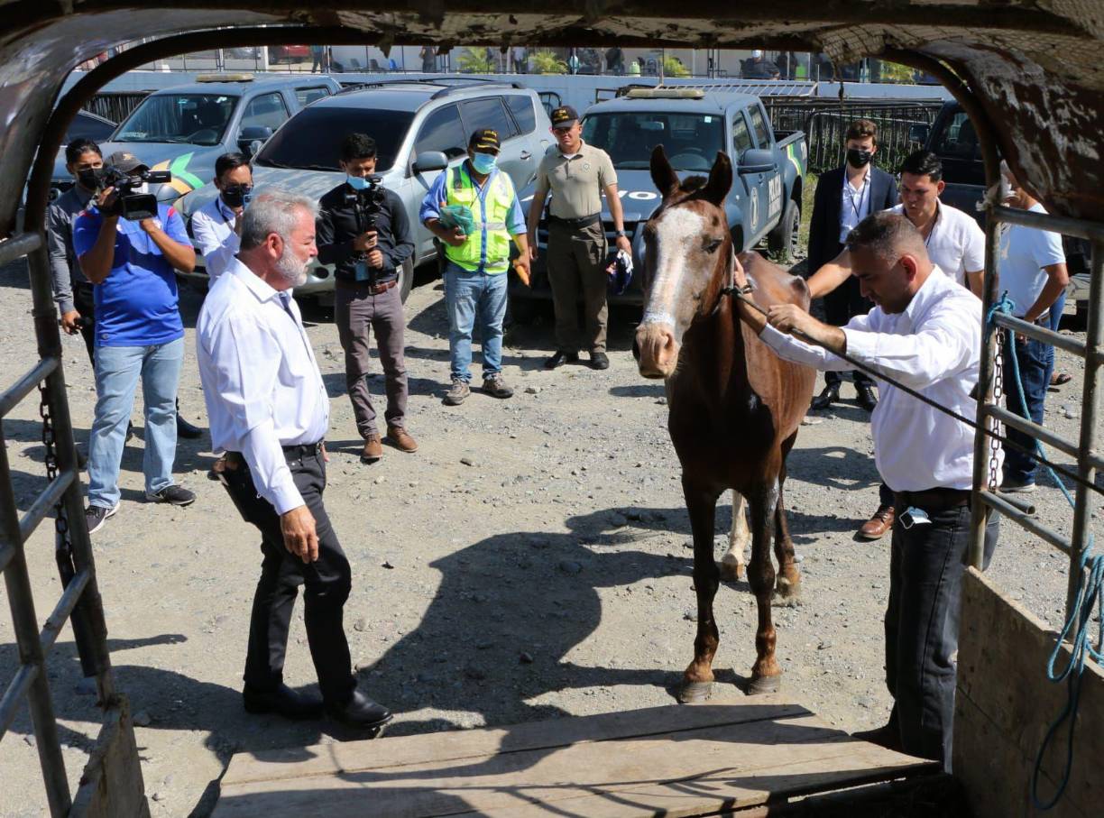 Gustavo Adolfo Valenzuela, propietario del Hospital Veterinario Pet´s Planet, mencionó que “el caballo presentaba varias patologías, como fatiga crónica y muscular, se le realizó un hemograma y los resultados arrojaron que presenta anemia. Se le aplicó un medicamento para los parásitos internos y externos, asimismo presentaba lordosis por la sobrecarga”.