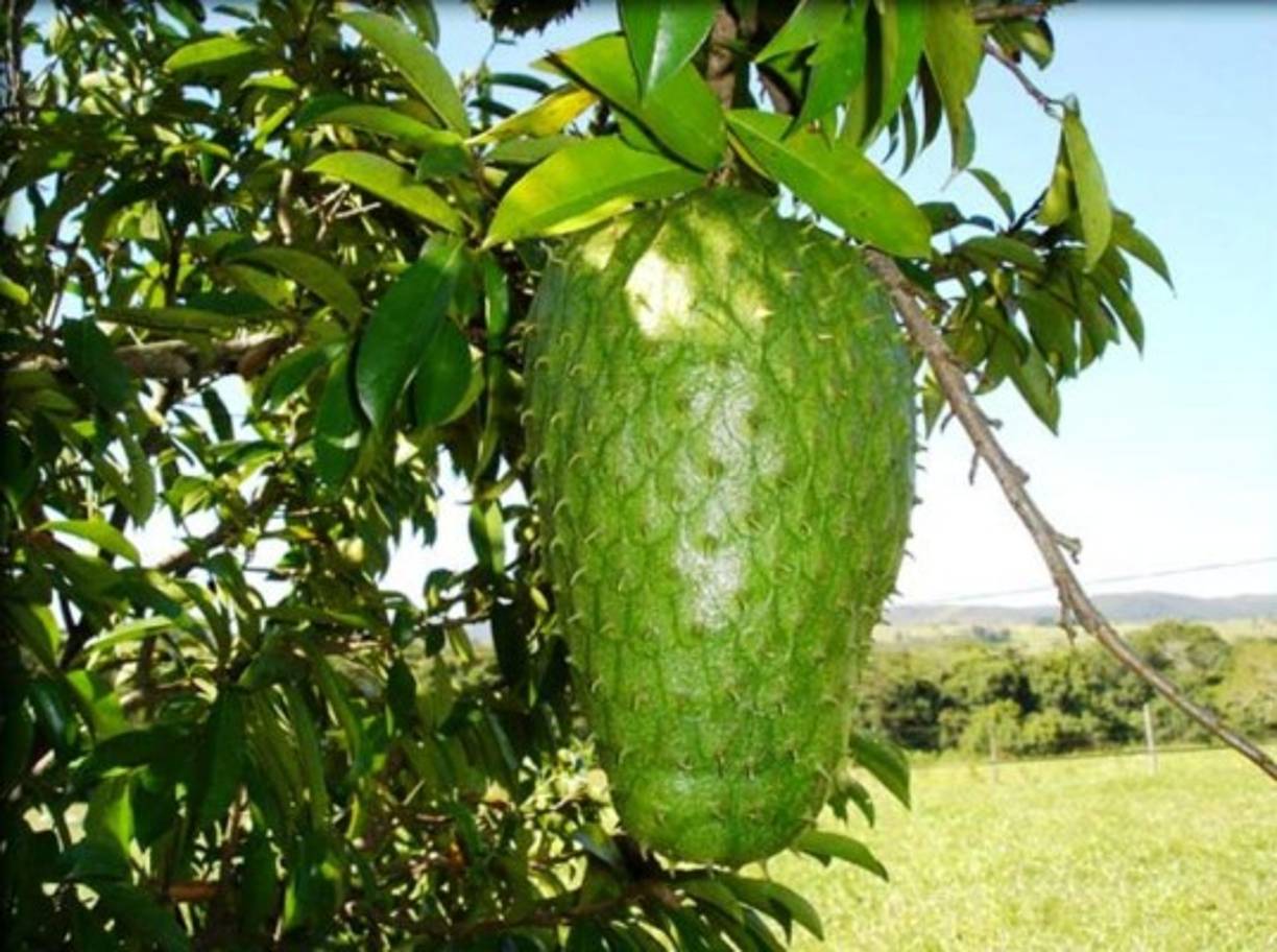 <br/>12. Prevenir daños en los nervios y mantener un corazón sano<br/>El contenido de vitamina B1 que posee la guanábana es capaz de acelerar el metabolismo, la circulación sanguínea, evitar daños en los nervios, la restauración de los bordes y trastornos nerviosos centrales. <br/>Por su parte, el contenido de vitamina B2 se necesita para la producción de energía del cuerpo. También para el almacenamiento de grasa, la función del sistema nervioso y el mantenimiento del corazón.