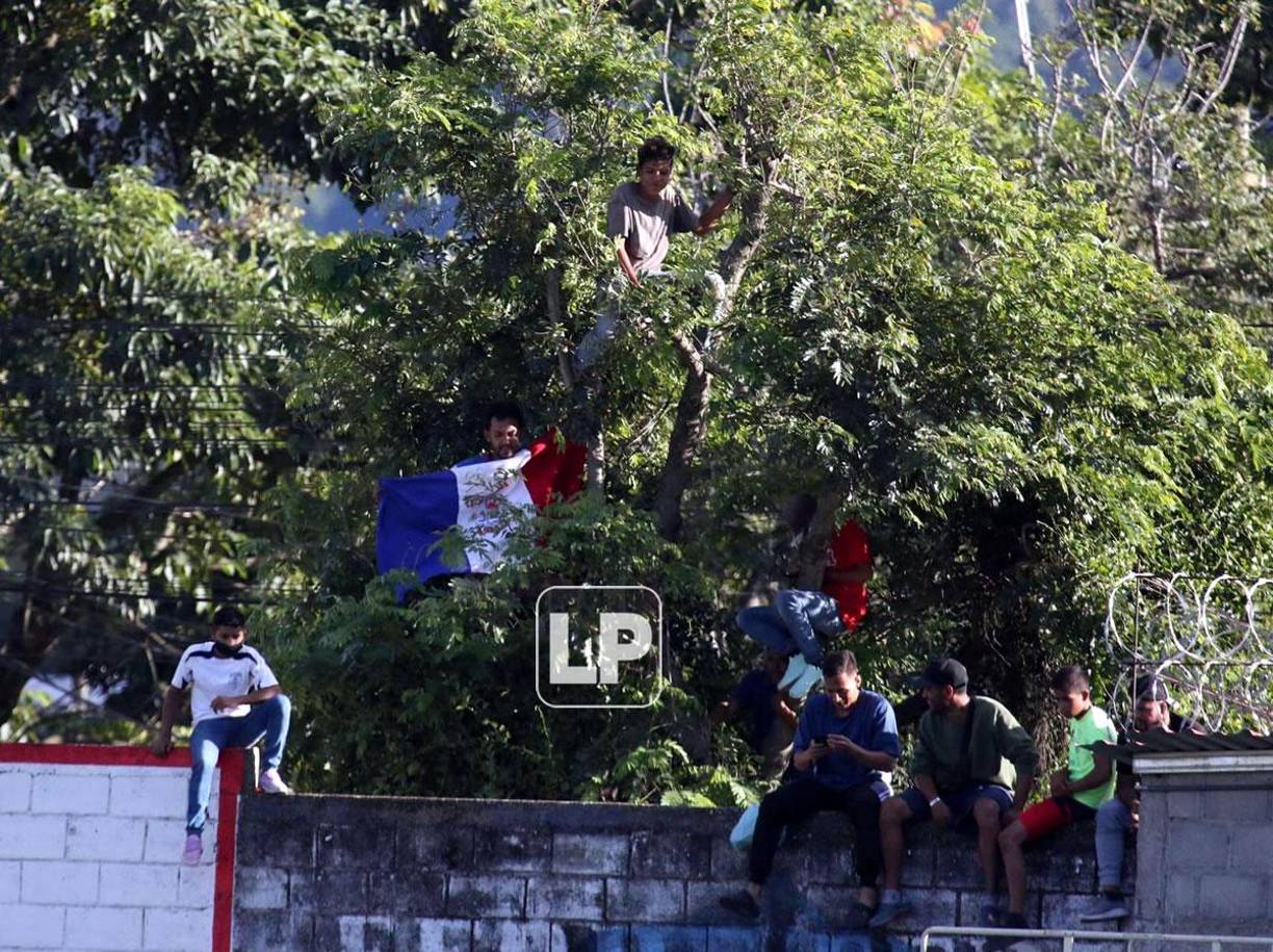 Algunos aficionados se las ingeniaron para subirse a este árbol y poder ver el partido UPN-Olimpia.