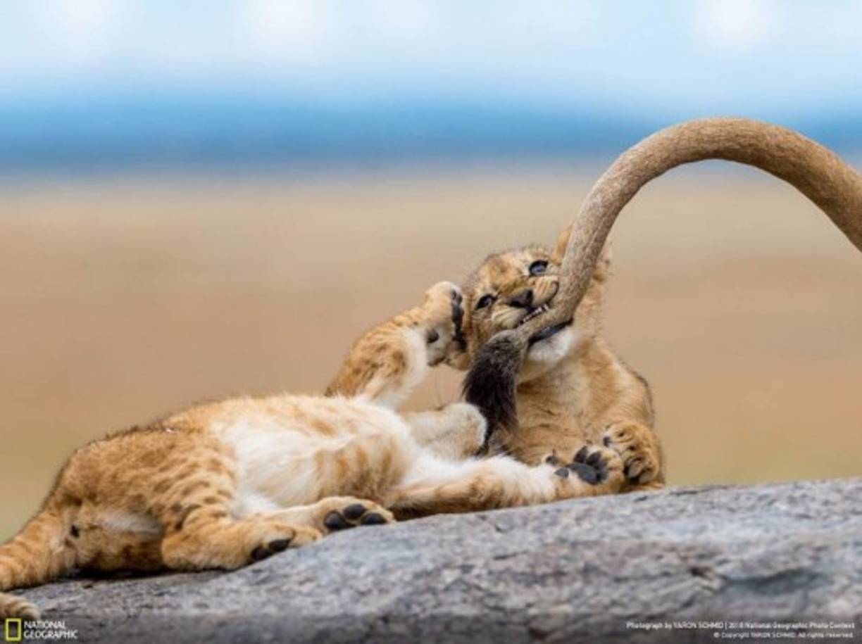 Dientes de Leche: Observamos a una manada de leones de leones durmiendo sobre los kopjes en el Serengeti. Cuando nos acercamos a las rocas, vimos unos cuantos cachorros. El mejor momento fue cuando tres cachorros jóvenes comenzaron a jugar y a morder la cola de su madre, como a los gatitos que juegan con un hilo.