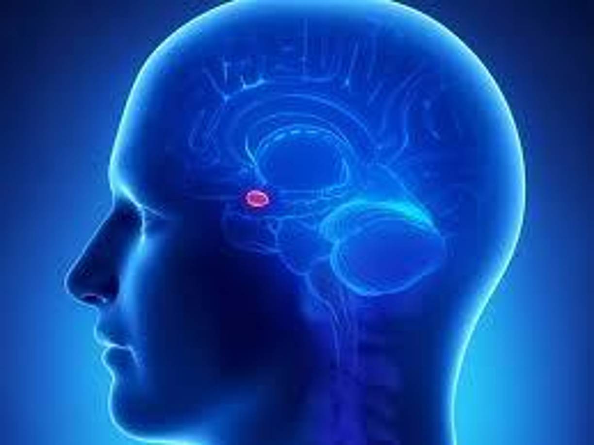 La amígdala, por ejemplo, es conocida por su papel en la respuesta al miedo. Cuando una persona percibe una amenaza, la amígdala se activa y desencadena una serie de respuestas fisiológicas, como el aumento de la frecuencia cardíaca y la liberación de hormonas del estrés. Esta activación prepara al cuerpo para una respuesta de lucha o huida. De manera similar, el hipocampo está involucrado en la formación de recuerdos emocionales, ayudando a asociar experiencias específicas con emociones particulares.