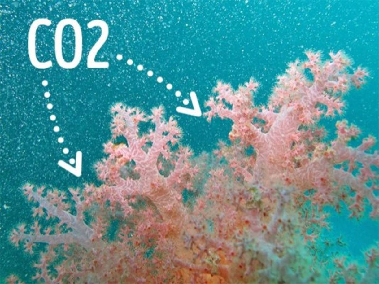Los corales ► saben absorber el dióxido del carbono del ambiente. Al estudiar los corales, los científicos de Stanford desarrollaron un cemento ecológico.