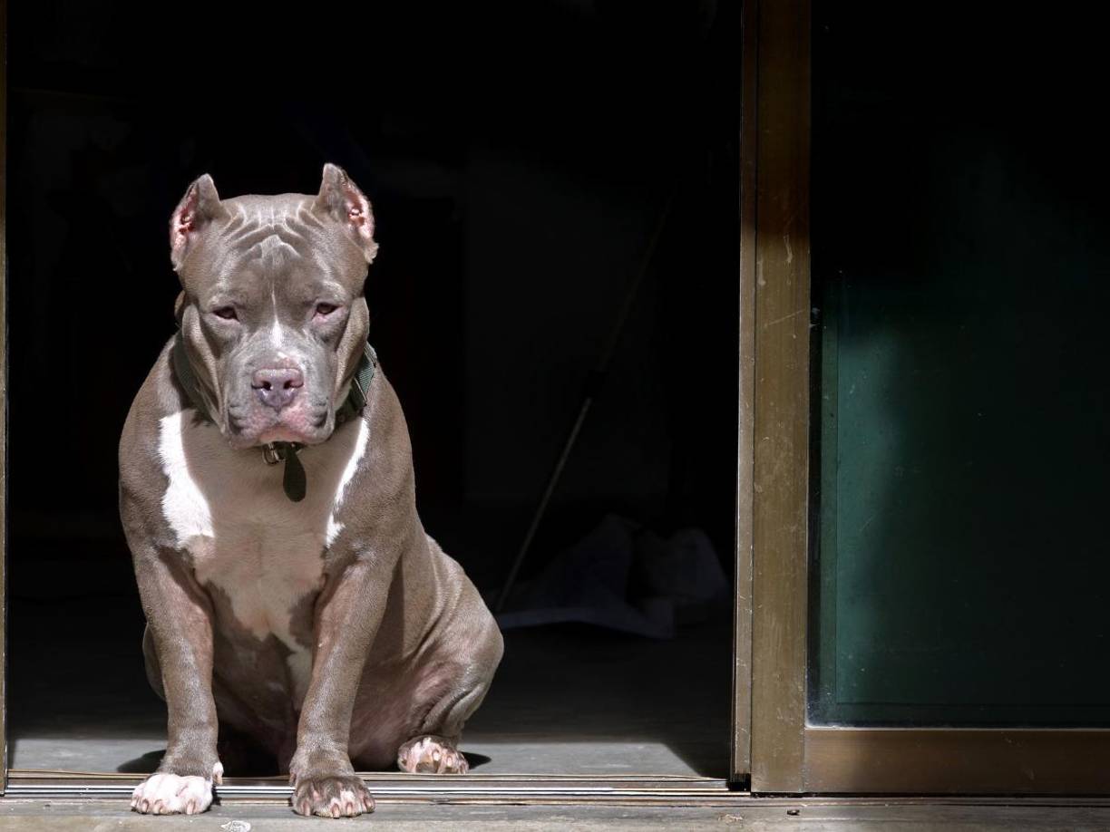 Yésica tenia cuatro mascotas, dos de ellas se encontraron en perfecto estado, uno muerto y otro con heridas graves.