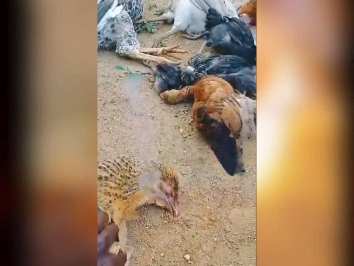 Usuarios en redes sociales han planteado teorías que incluyen sustancias radioactivas o gases inflamables ingeridos accidentalmente por las aves.