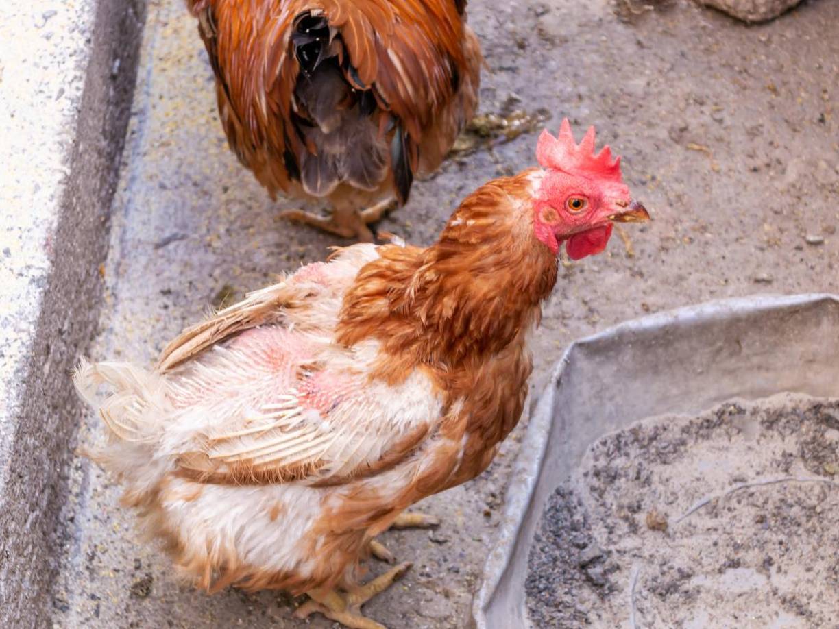 Es por ello que, los vecinos del lugar han decidido resguardar a sus animales y permanecer atentos a nuevas señales de peligro