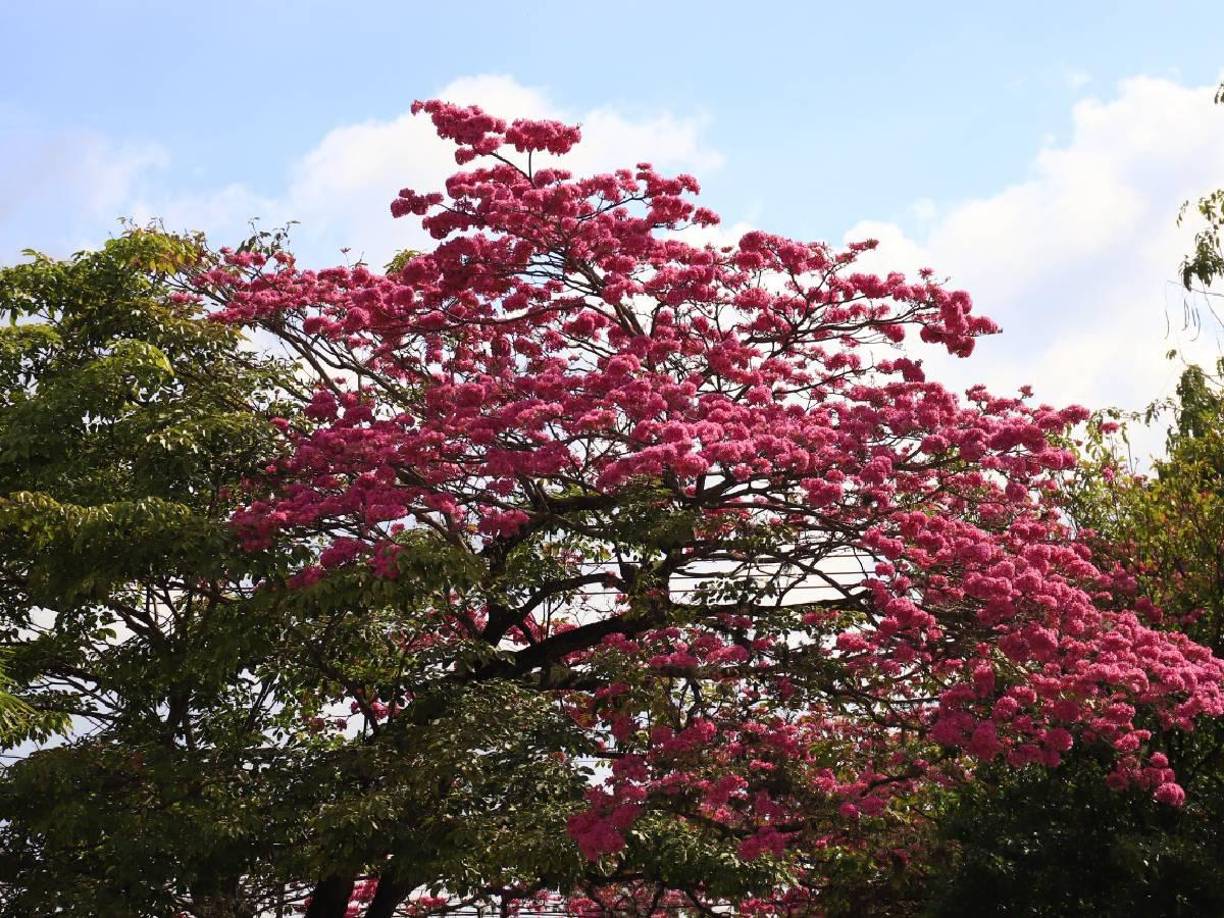 Las bellas flores color rosa aparecen en la época seca, entre febrero y abril.