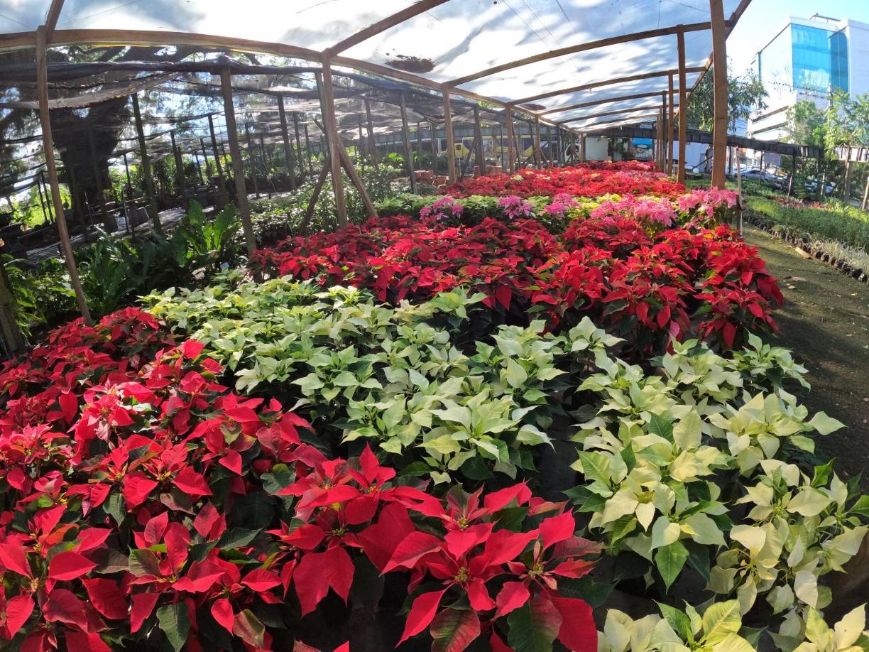 Las podemos disfrutar de varios colores: rojo, blanco, amarillo, salmón e incluso azul. Sin duda, son un icono navideño.