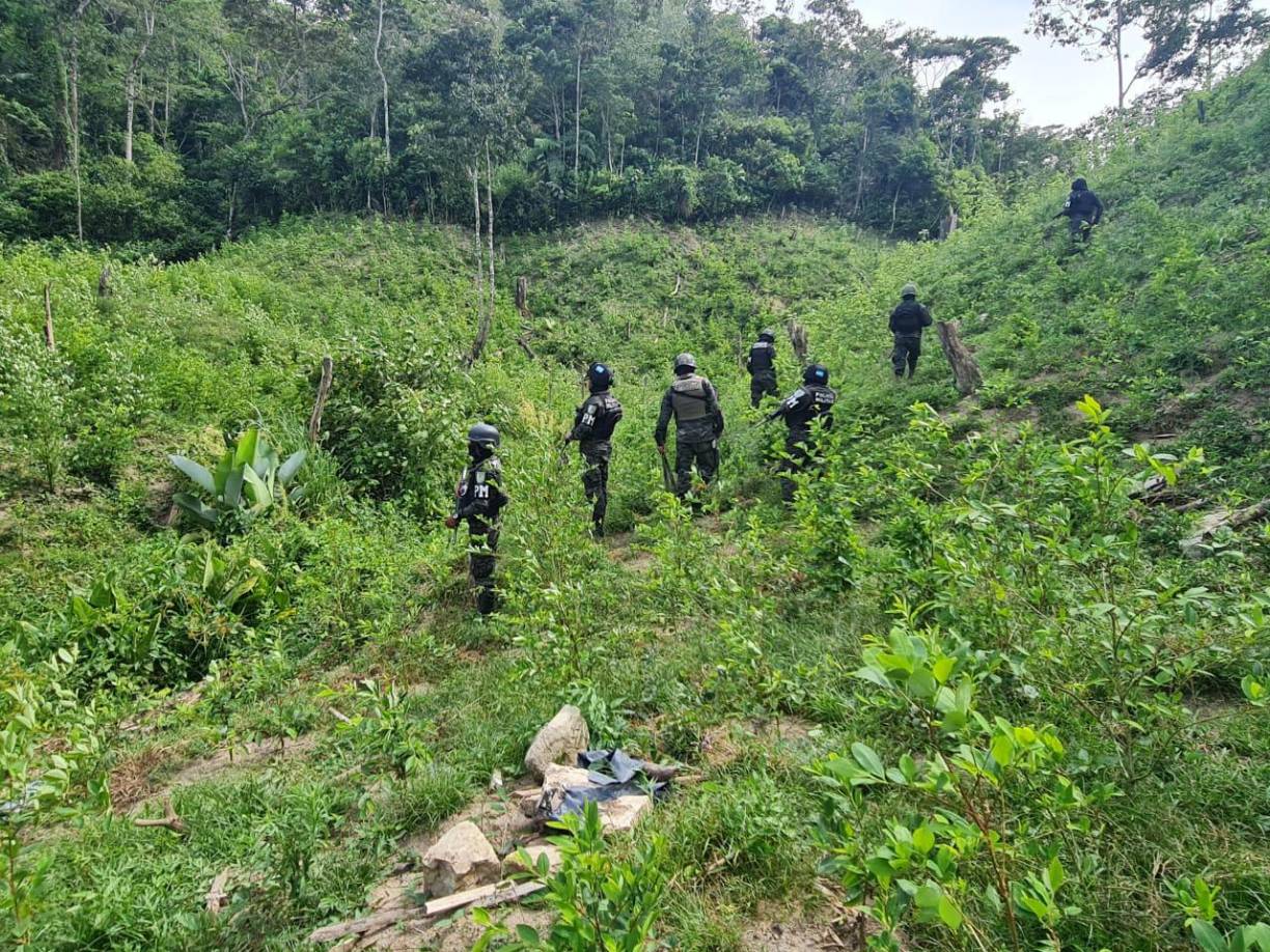Además se aseguró en la zona de operaciones tres viveros con 45,000 plántulas y un supuesto narcolaboratorio conteniendo químicos precursores para la elaboración de clorhidrato de cocaína.