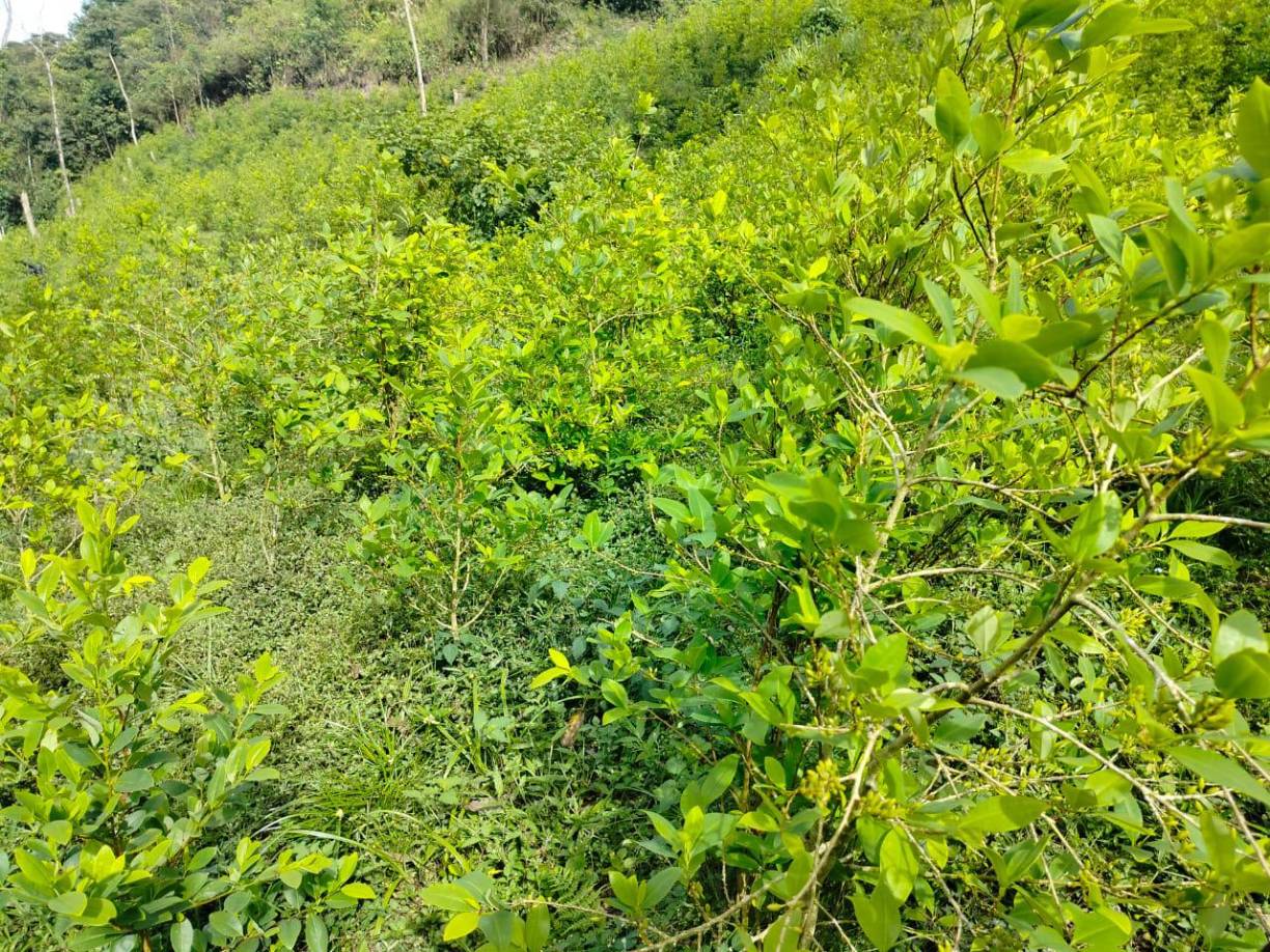 Desmantelan narcolaboratorio y plantación de coca en Olancho