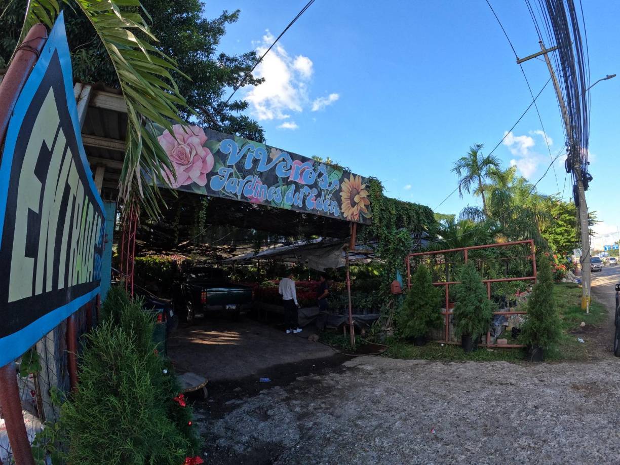 Viveros Jardines del Edén es otro de los negocios sampedranos dedicados al cultivo y venta de flores de Pascua para esta época navideña.
