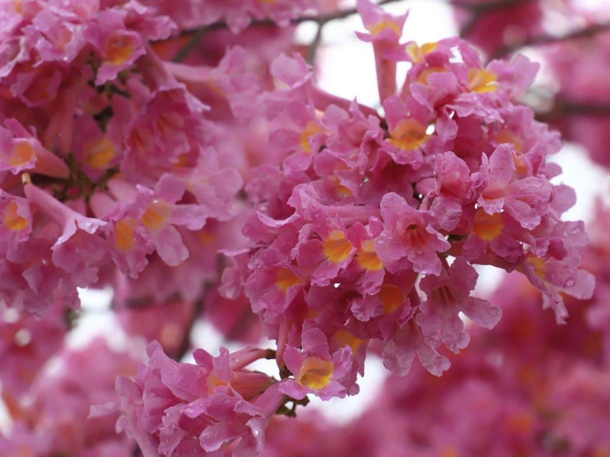 Árboles de Macuelizo adornan las calles de San Pedro Sula