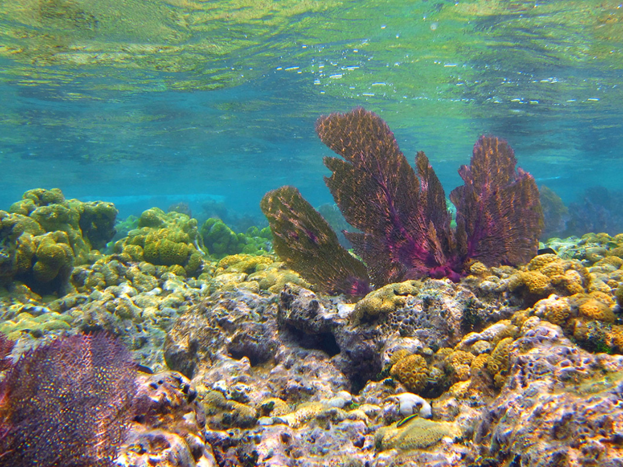 Entre estos lugares recalcar <b>Roatán </b>en el departamento de I<b>slas de la Bahía en Honduras</b>, que el estudio describe como rodeado por las olas color aguamarina de la <b>segunda barrera de coral más grande del mundo</b>