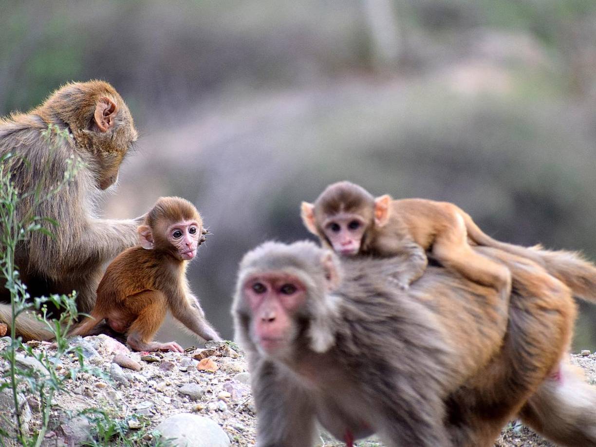 Esta no es la primera vez que un grupo de monos se escapa del centro de investigación Alpha Genesis.