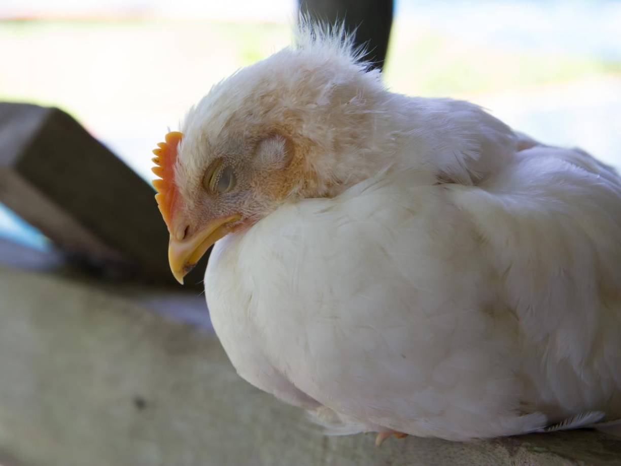 La muestra de la leche pertenece al productor Raw Farm, que ha emitido un retiro voluntario de todos los productos embazados el 9 de noviembre y con fecha de vencimiento del 27 de noviembre.