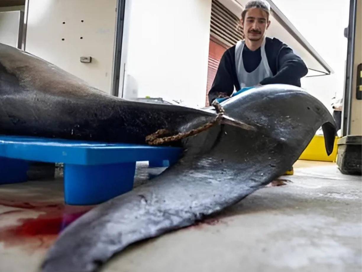 En el mundo solo han habido seis de estos crustáceos documentados.