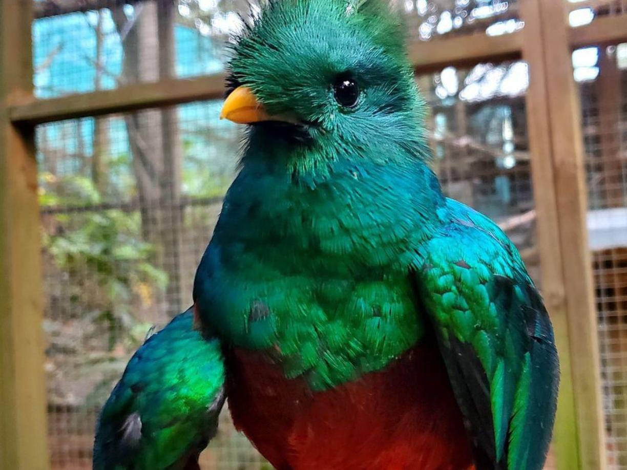 El quetzal fue encontrada cerca de la carretera entre Yamaranguila y La Esperanza, Intibucá y fue entregada voluntariamente por un poblador local.