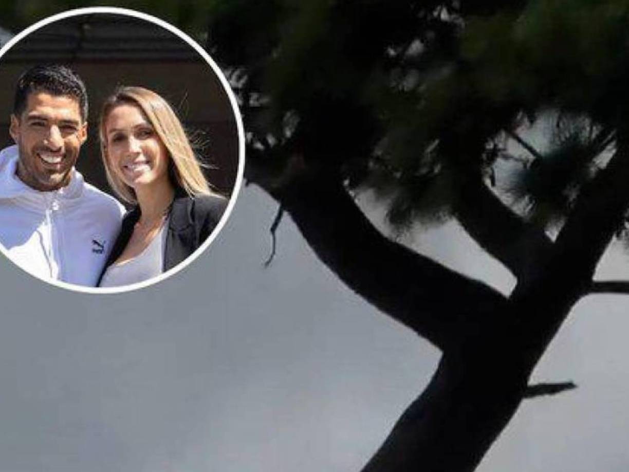 El hombre de 49 años, que se encontraba atravesando una crisis personal, según medios locales, se había subido a un árbol de seis metros de altura con una soga atada a su cuello, con la intención de quitarse la vida.