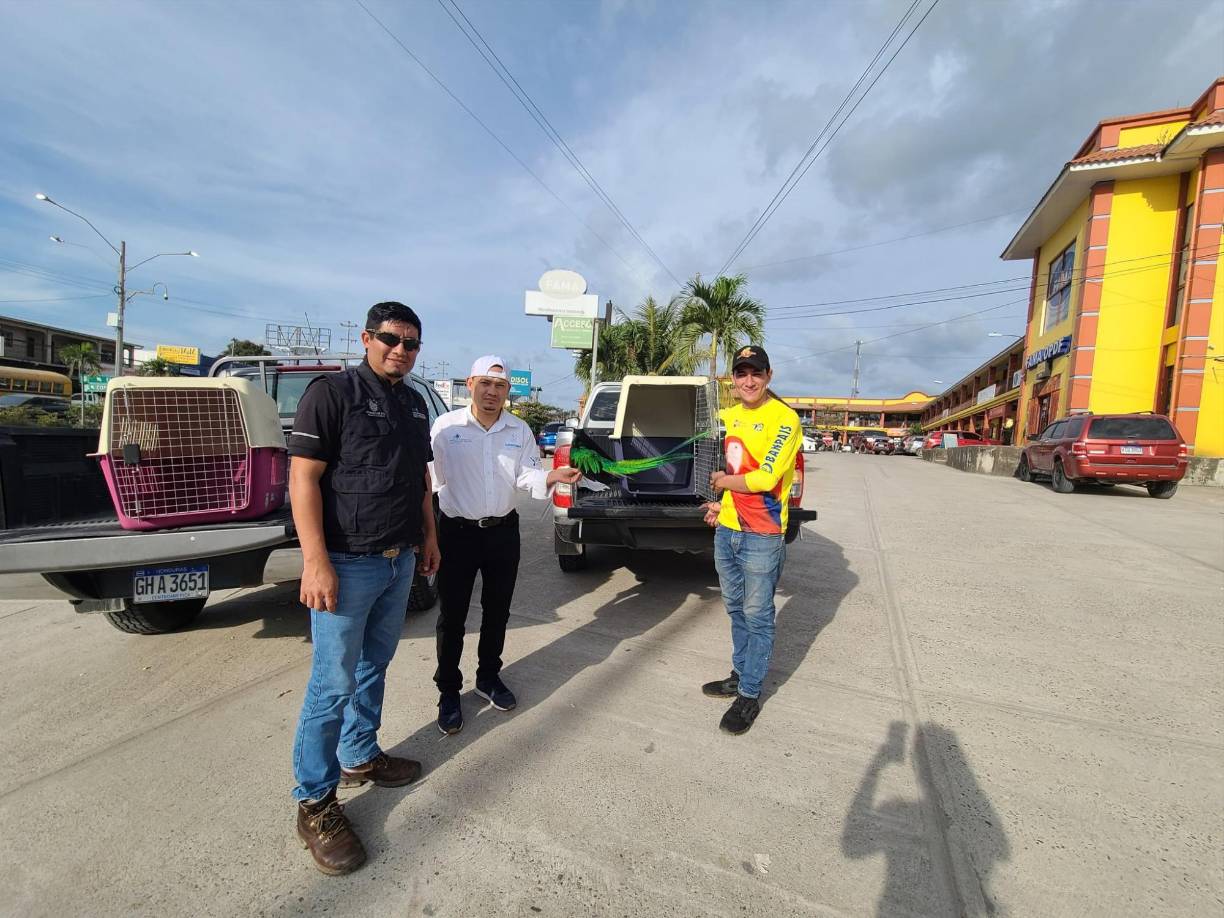 Según detalles del ICF, tienen como meta devolver el ave a su hogar natural.