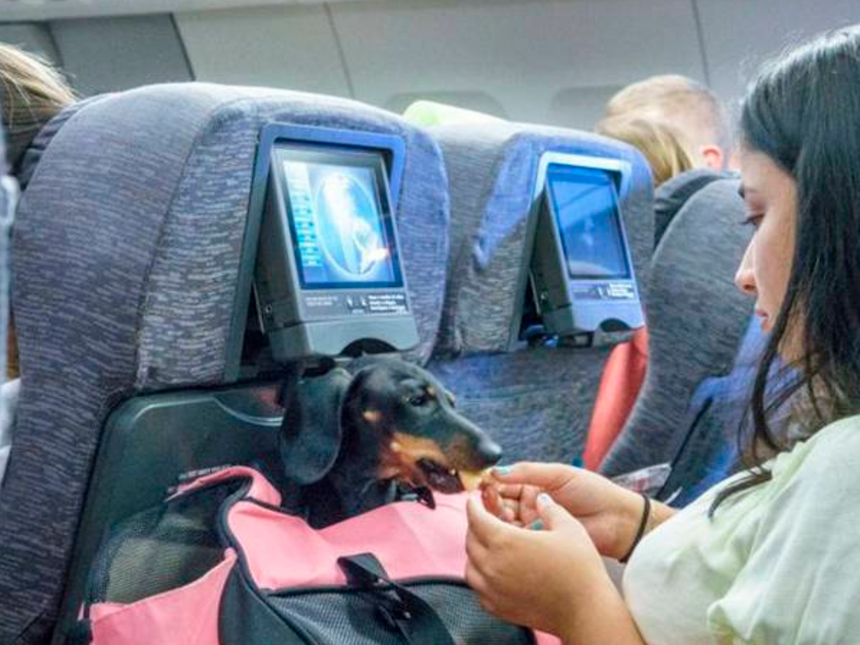 Para ello le explicamos los pasos a realizar para tramitar el permiso de viaje de un animal: