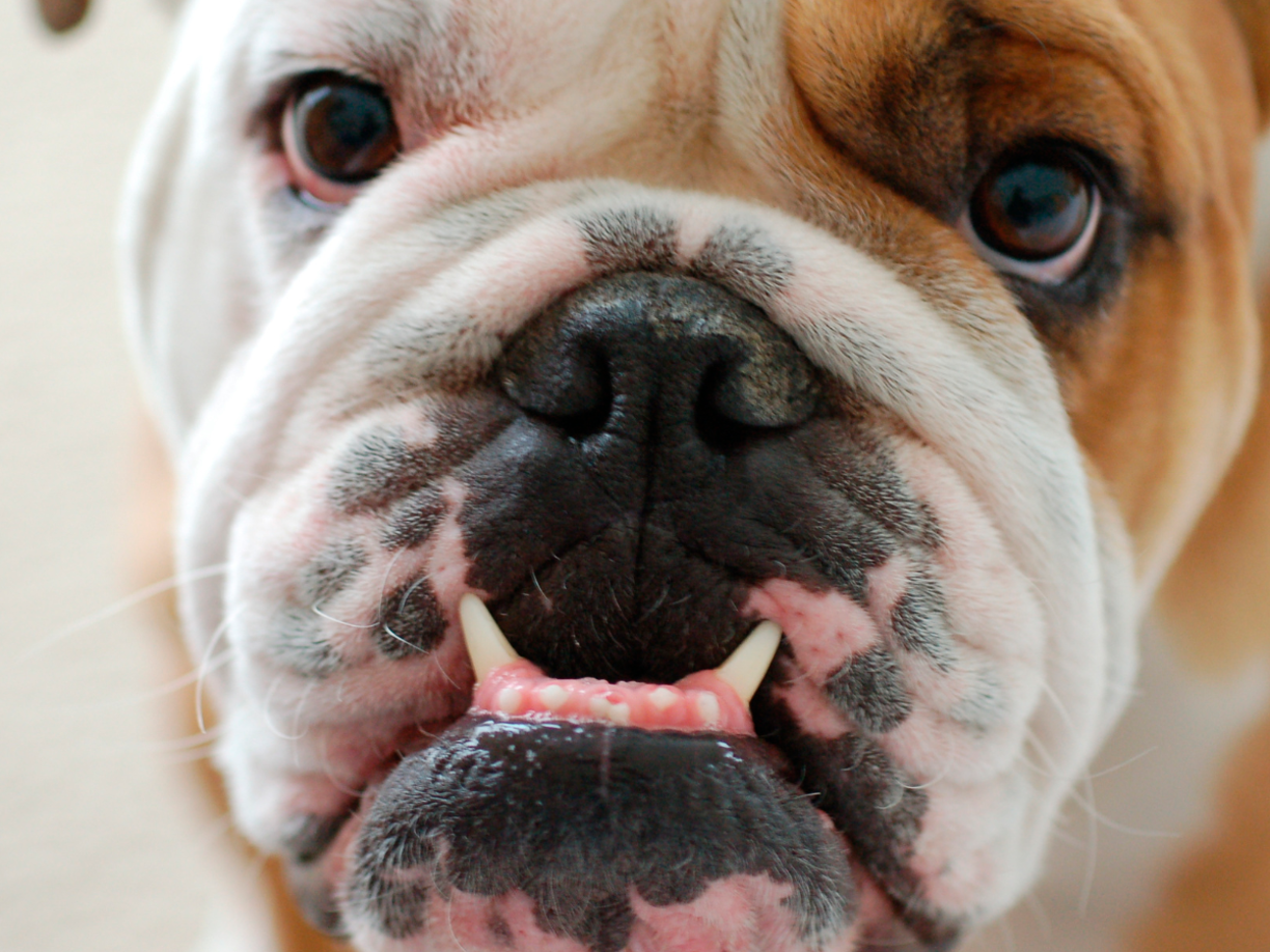 Algunas aerolíneas no transportan mascotas adultas de razas braquiocefálicas (bulldog inglés, pug y bulldog francés).