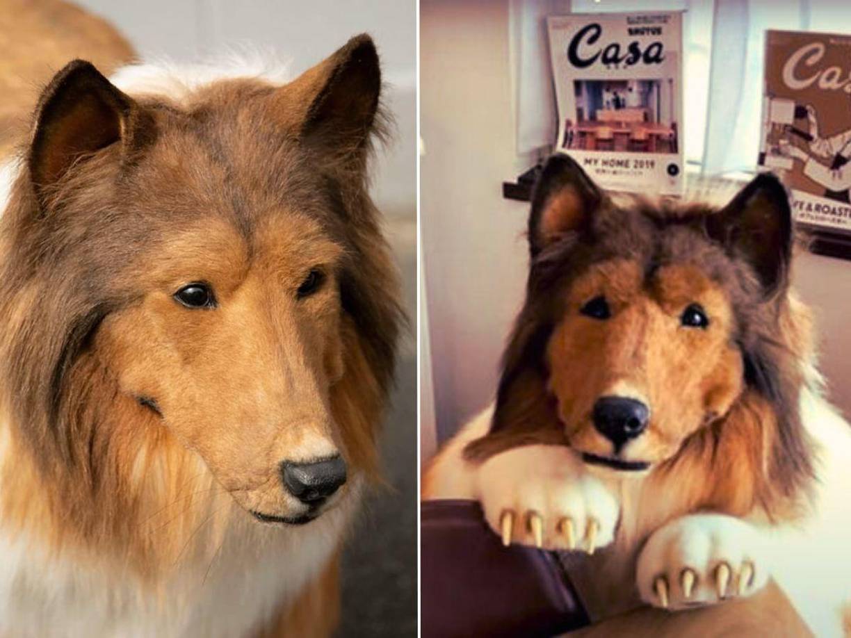 Un misterioso japonés conocido como "Toco", quien se hace llamar así en su canal de YouTube "Quiero ser un animal", ha capturado la atención de las redes sociales con su inusual sueño de convertirse en un auténtico "hombre perro". 