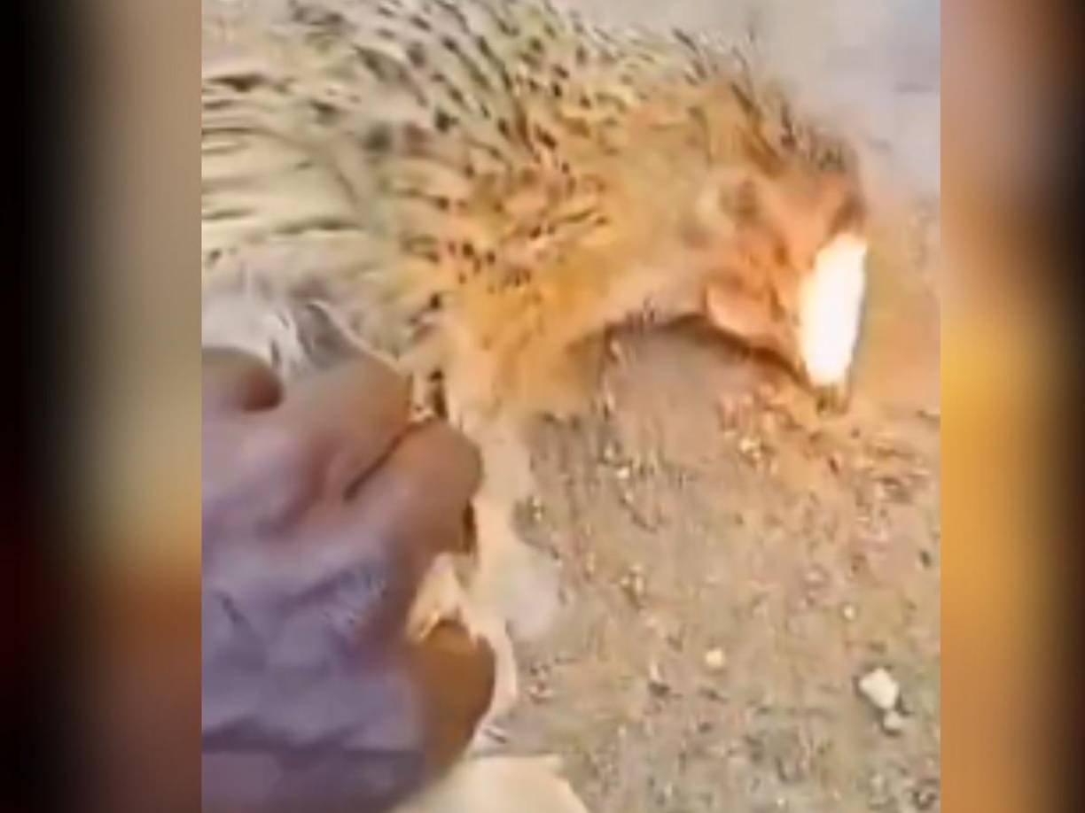 El video continúa generando reacciones, con comentarios que van desde el temor hasta la incredulidad. “Es algo fuera de este mundo, como si fuera obra del diablo”, comentó un usuario,